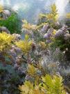 Glicine con fiori gialli